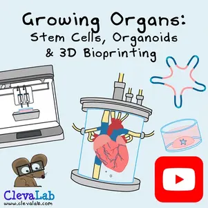 Growing Organs, Stem Cells, Organoids & 3D Bioprinting