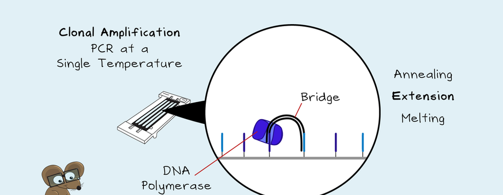 Diagram showing the extension step of clonal amplification during Illumina sequencing by synthesis, illustrating bridge amplification on the flow cell surface with DNA polymerase forming a bridge structure.