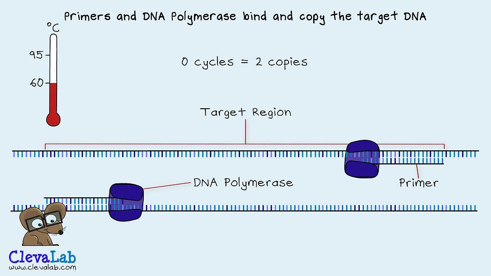 What Are PCR and qPCR?