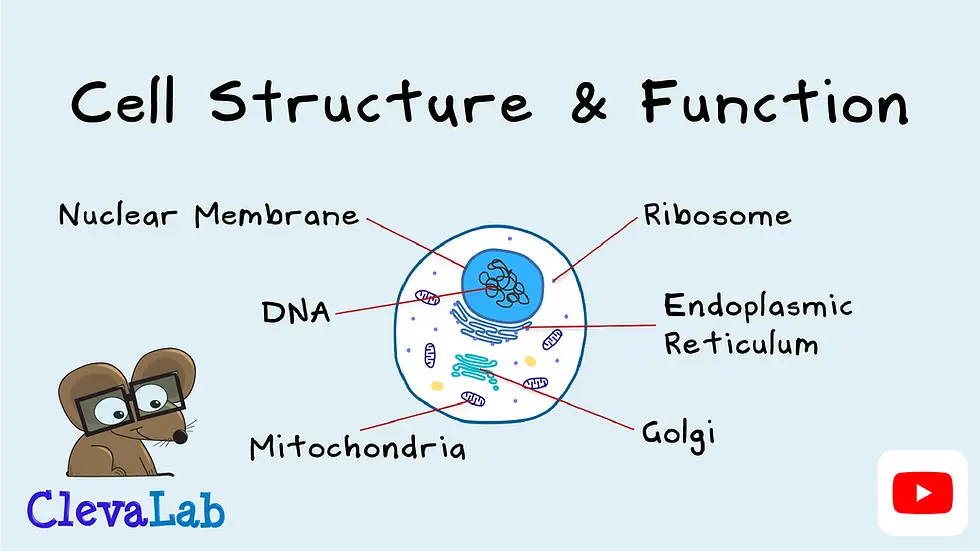 Diagram of animal cell structure and function showing key organelles including the nucleus, nuclear membrane, mitochondria, ribosome, endoplasmic reticulum, Golgi apparatus and DNA - ClevaLab cell biology explainer video.