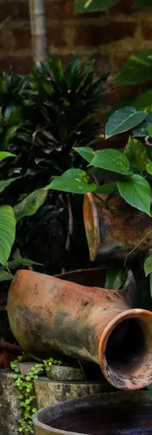 Plantas ornamentales en rincón natural del Árbol de Fuego Eco-Hotel.