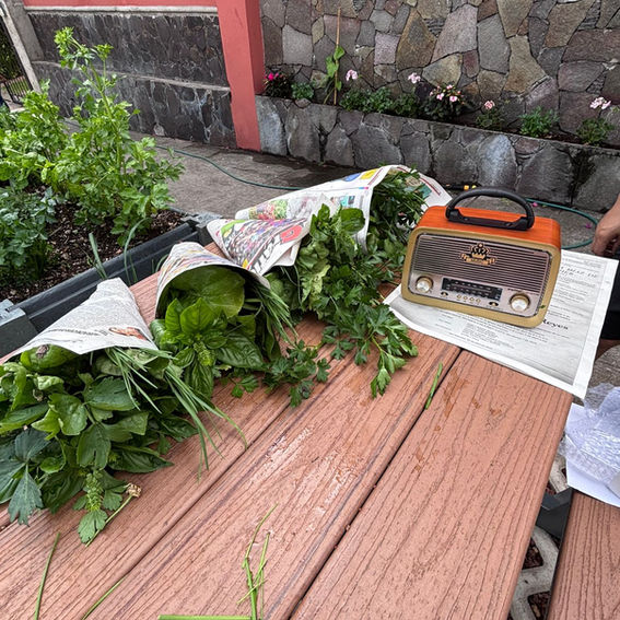 las primera cosecha del huerto