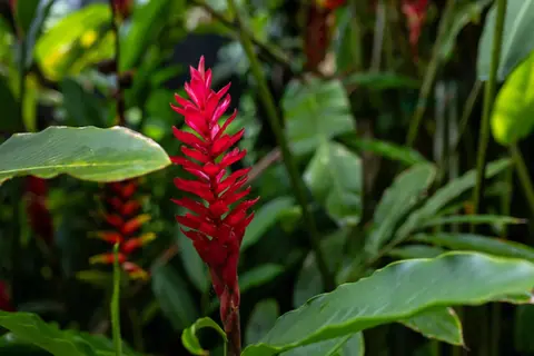Flor tropical roja en jardín ecológico de hotel en El Salvador.