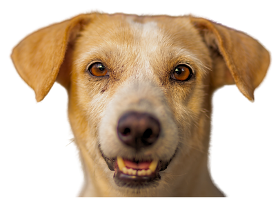 Previews site Pets (30).png