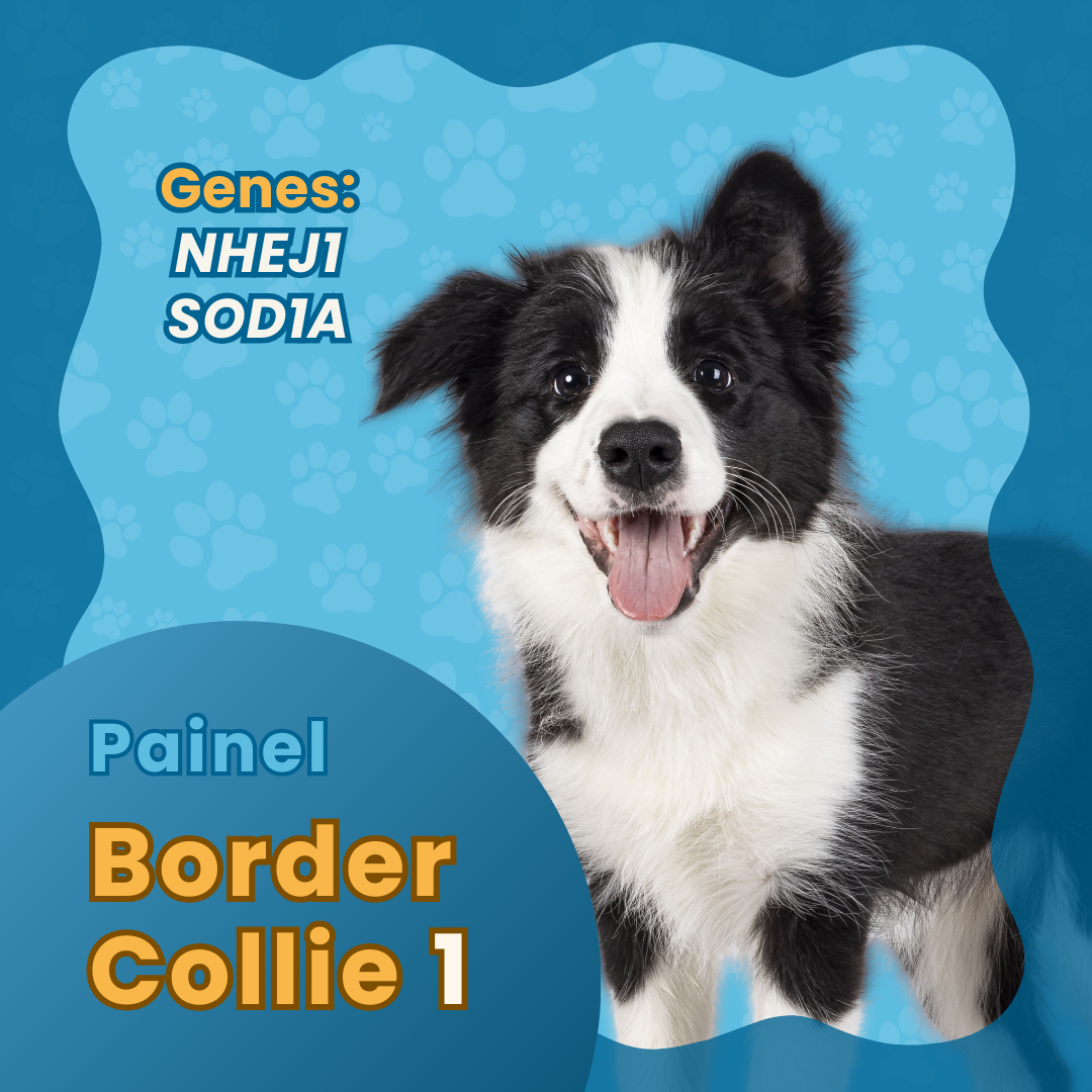 Painel Collie 1 (CEA + MD)