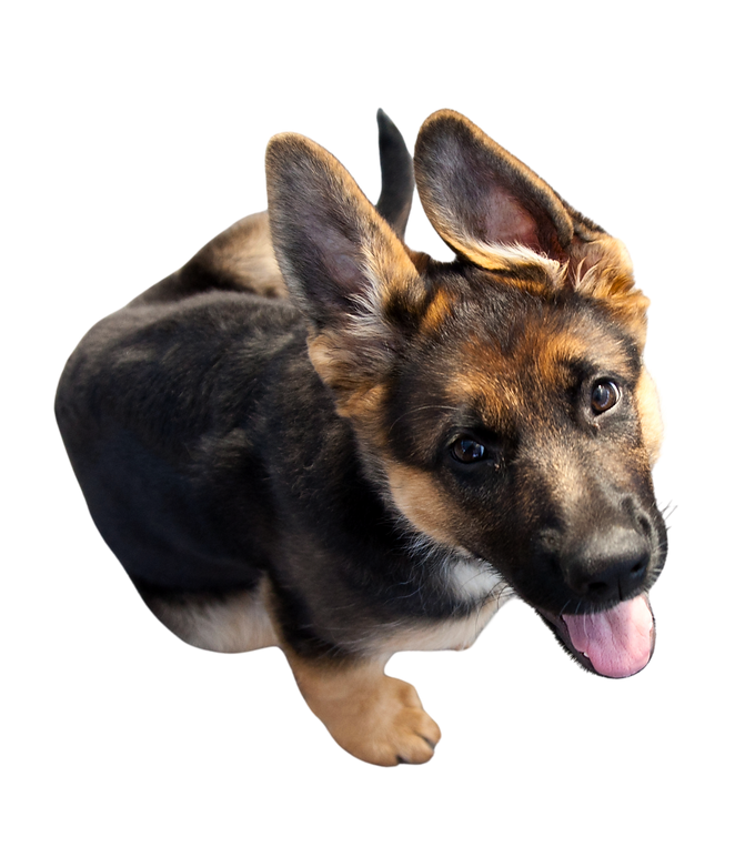 Pets_BF_GRID E DISPAROS_20251028_15h50_FGM (12).png