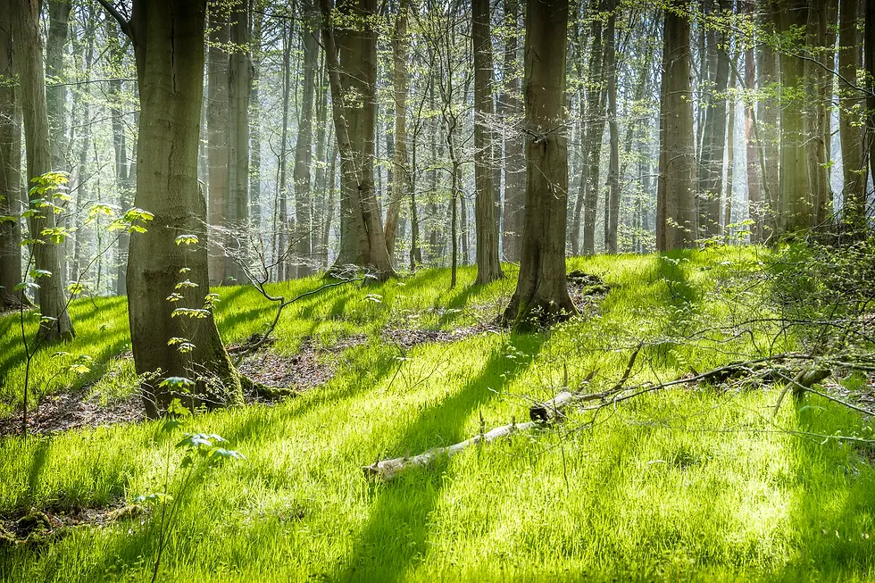 Brabantse Wouden voorjaarsbloeiers_12©Lander Loeckx 26770.webp