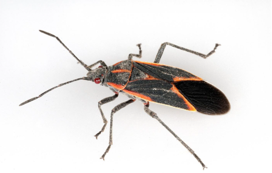 Boxelder Bug.png