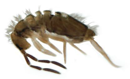 Springtails.png