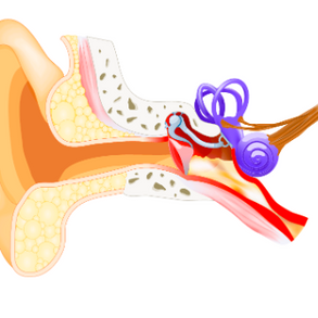Како честите инфекции на уши влијаат на говорот и јазикот?