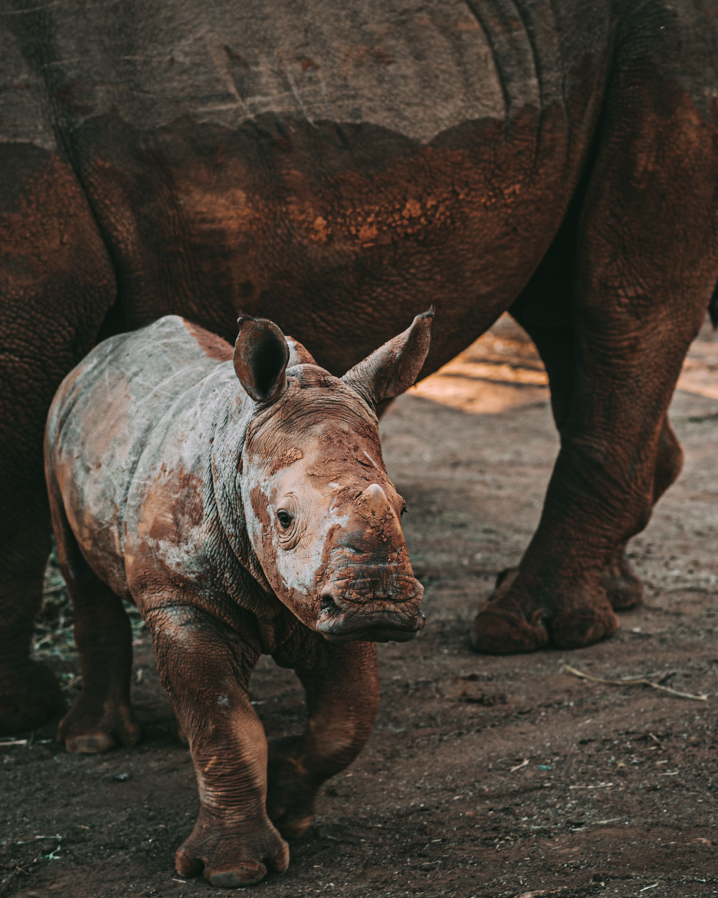 Conservation team providing veterinary care to a rhino