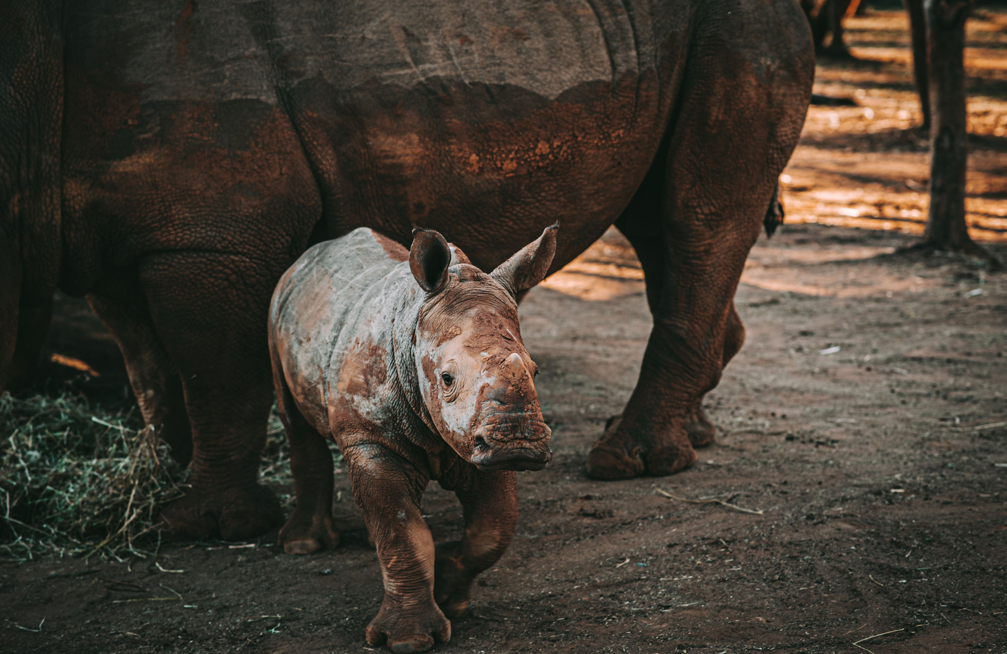 A white rhino calf beside its mother on protected ground