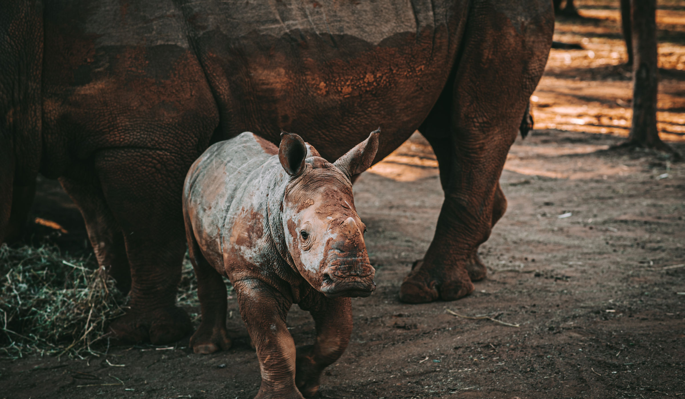 A field team treating an immobilised rhino