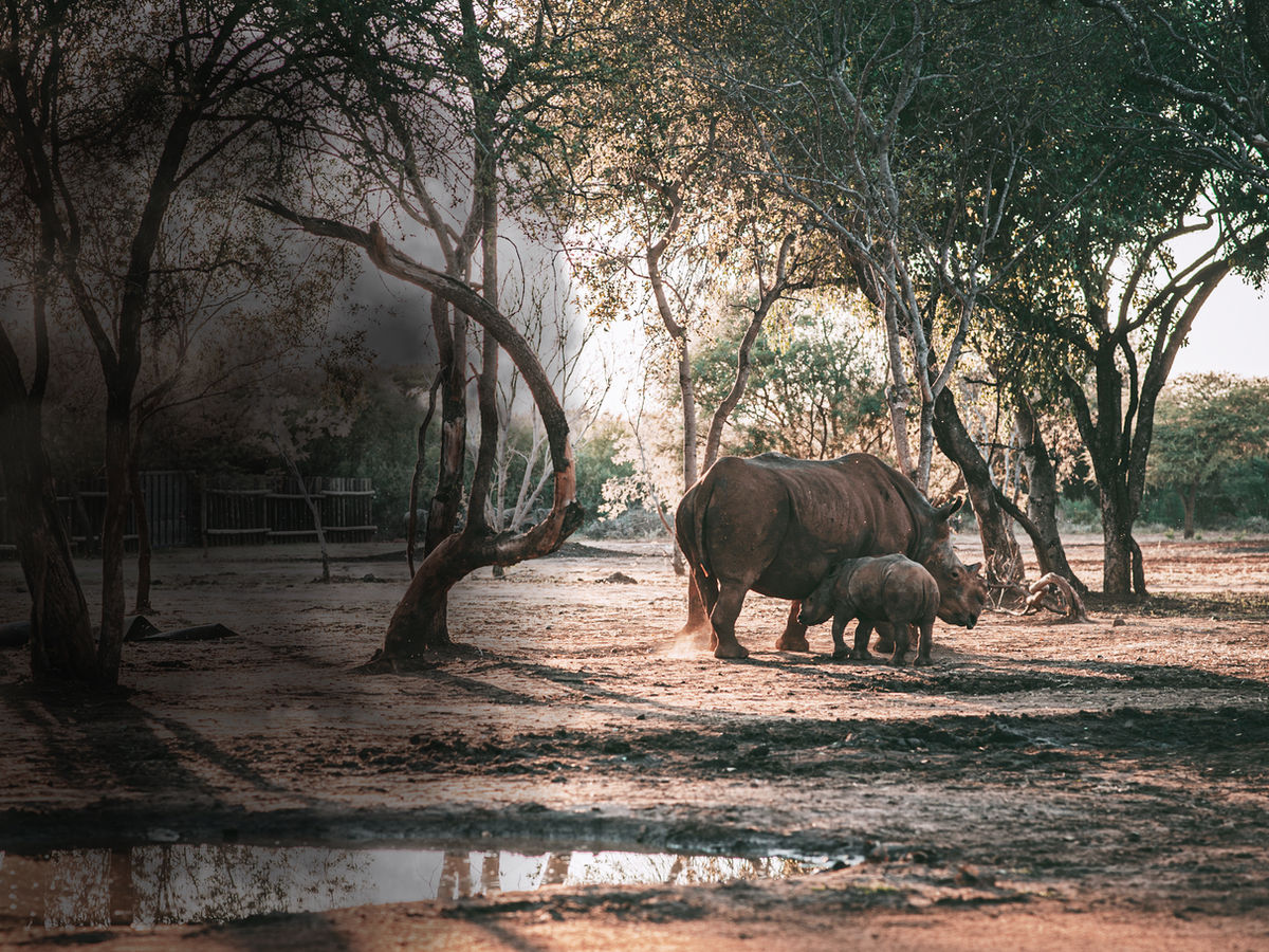 Rhinos at a waterhole in the afternoon light