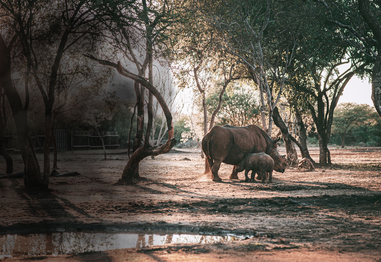 Veterinary team providing urgent care to an immobilised rhino