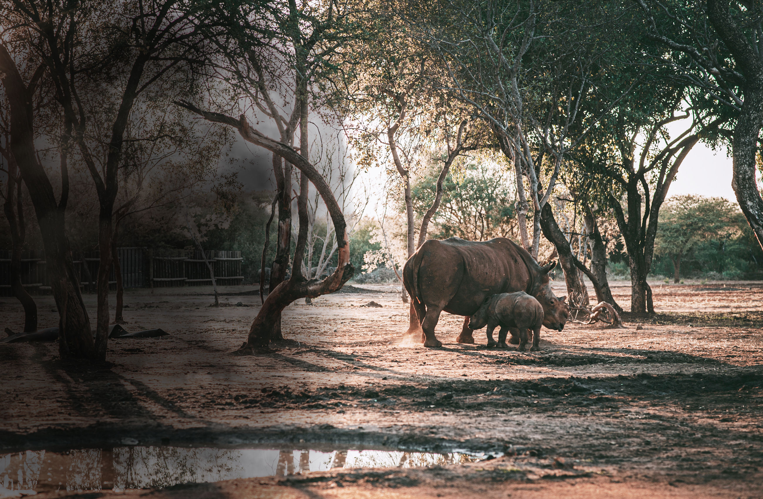 Rhinos gathering at a waterhole as the light goes