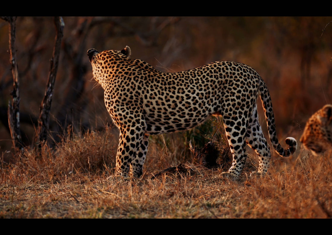 A leopard moving through dry grass