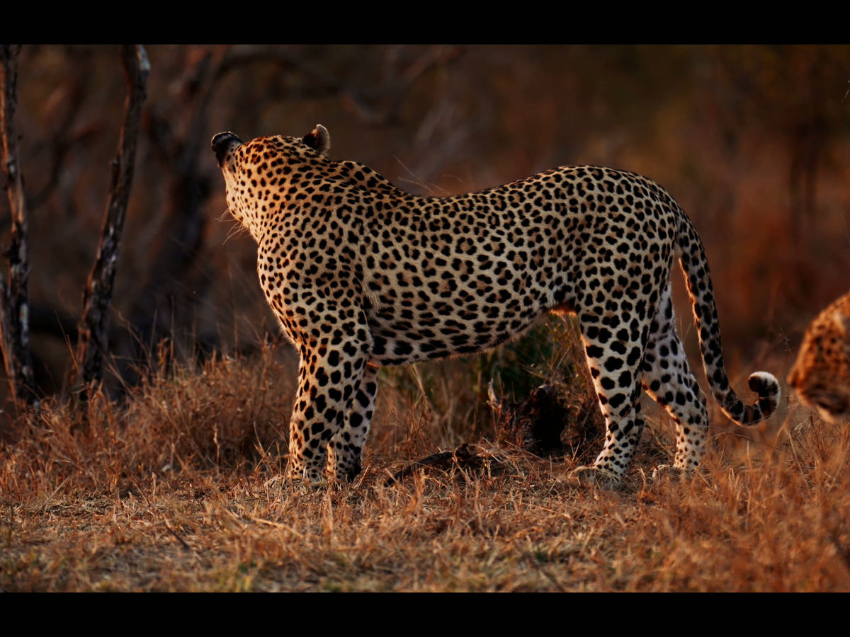 A leopard moving through dry grass