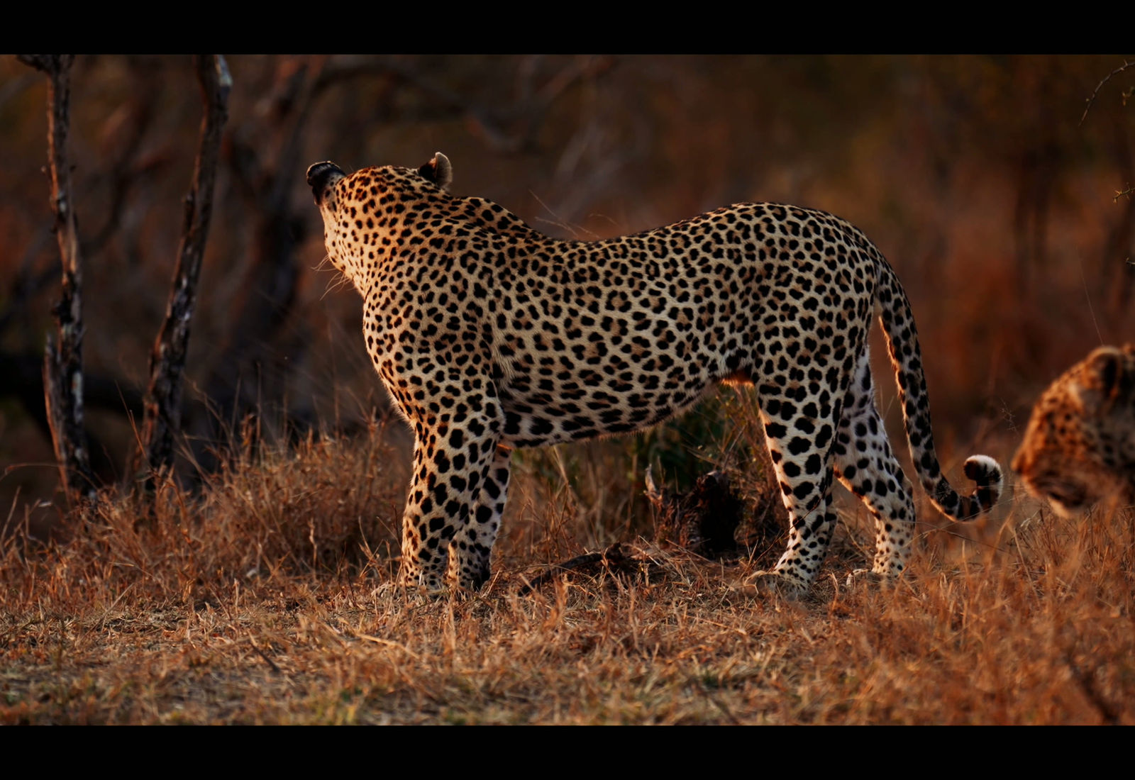 A leopard standing naturally in protected habitat