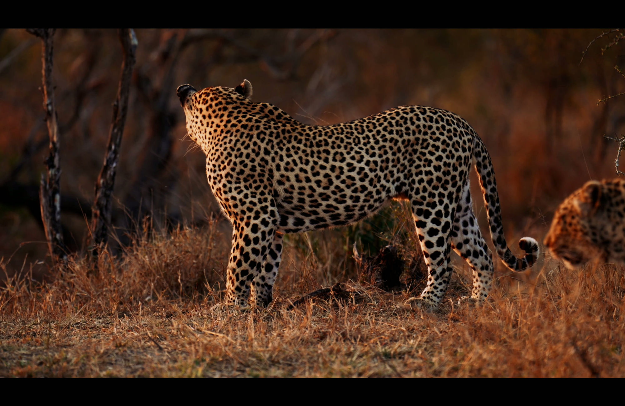 A leopard standing alert in the bush