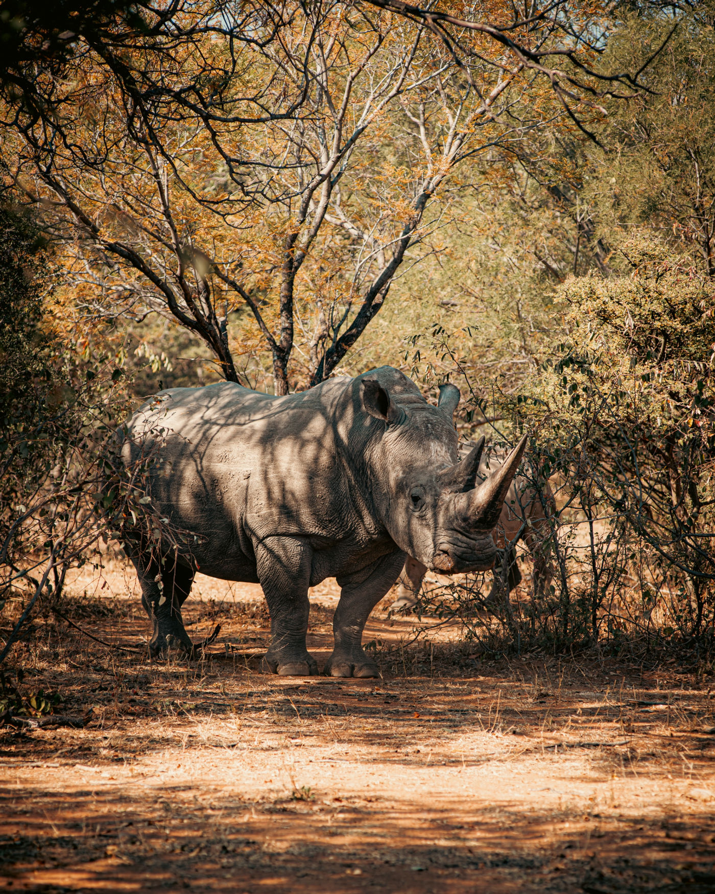 A white rhino grazing in thick bush on protected ground