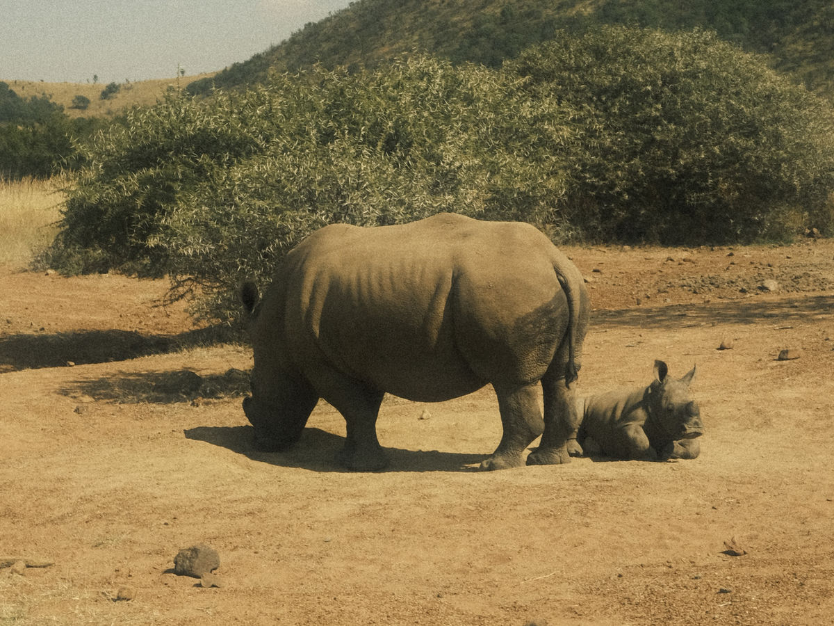 A rhino at rest on protected ground