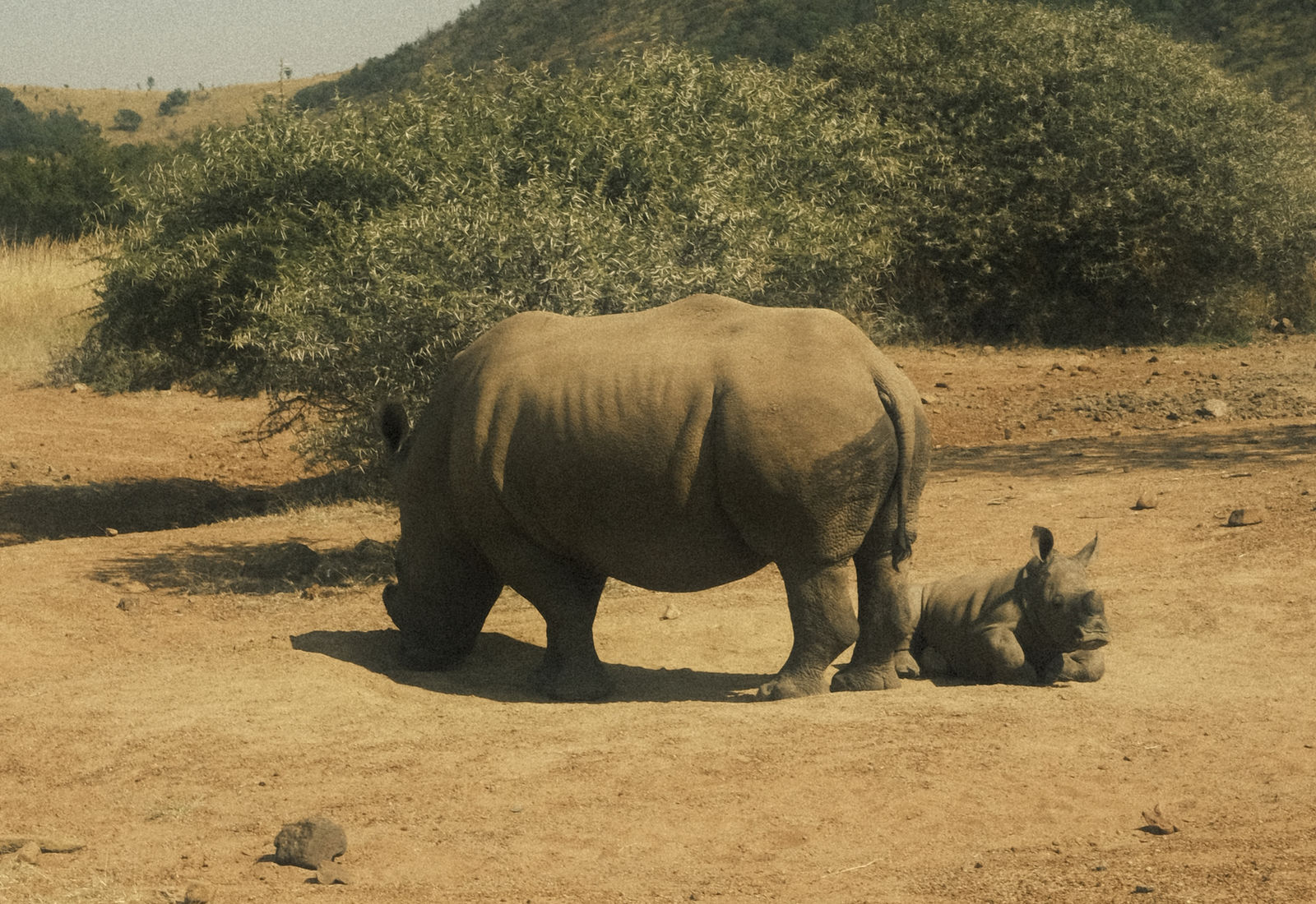 A mother rhino and calf resting in protected habitat