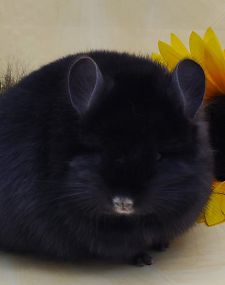 fleur3.jpg