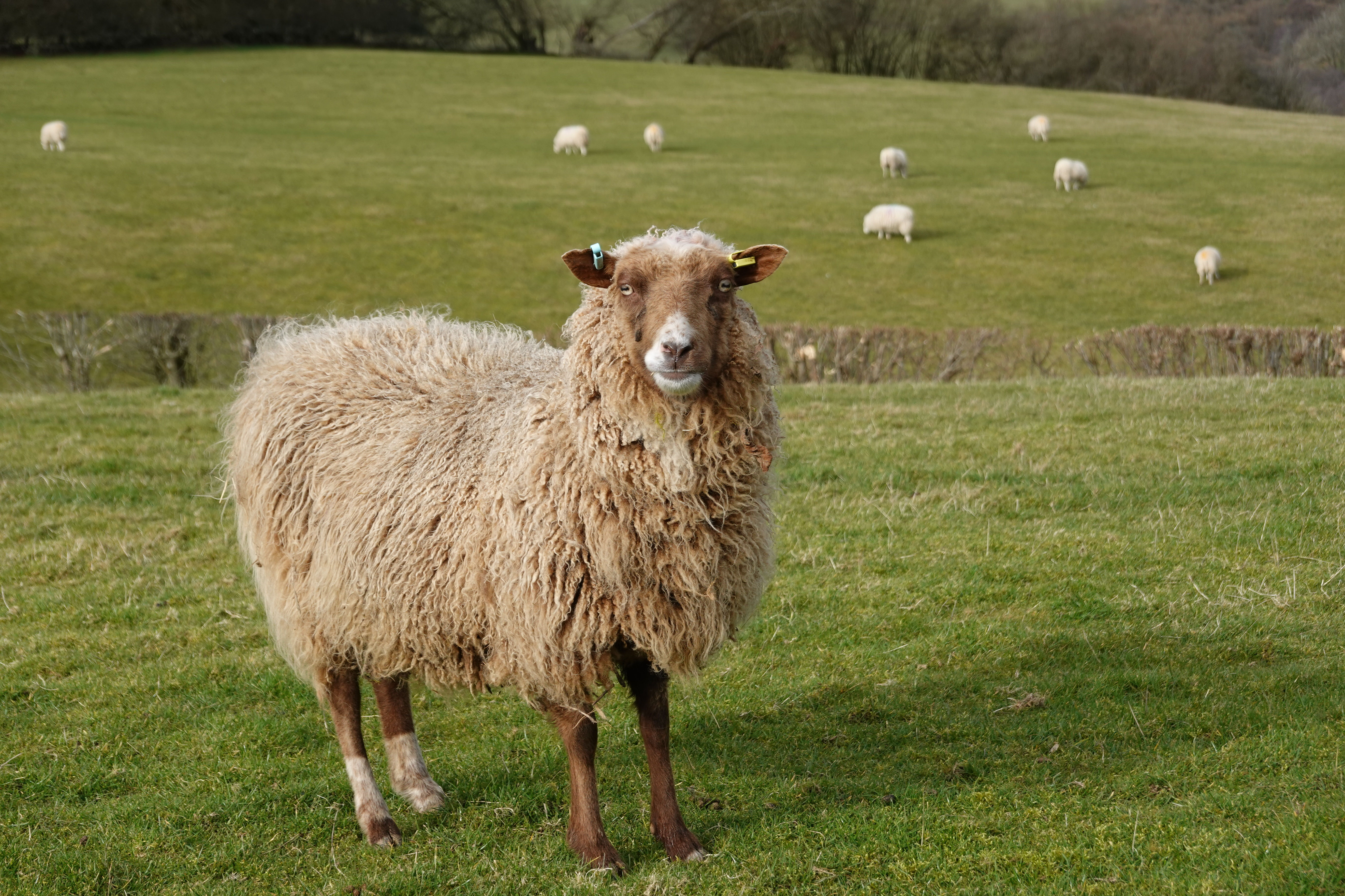 Naturally Pale Fawn - 4 Ply - (Batch 1)