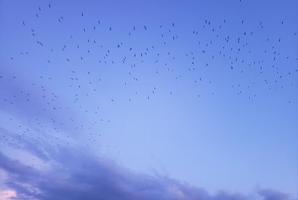 Flight is Freedom and Fear