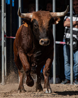 massamagrell 01_04_2023 (2).jpeg