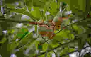 water oak acorns on branch