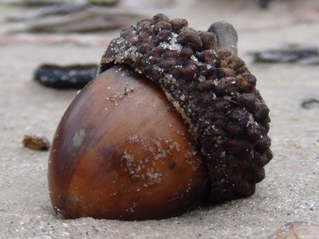 One Acorn