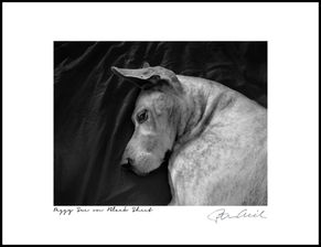 Peggy Sue on Black Sheet