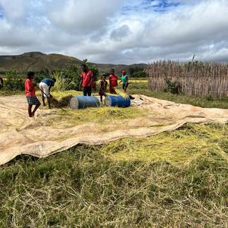 Rijstvelden Madagaskar