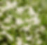 Magical Wild Ivy Retreat-88_edited.jpg