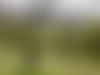 Wisdom from the Orchard