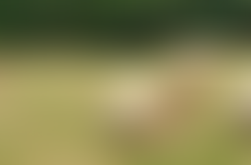 Università agraria tra rinvii e fantasiose dichiarazioni