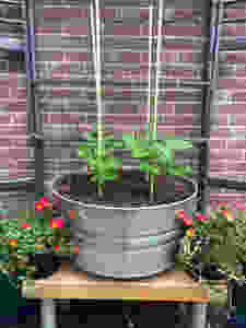 Starting Now for a Fall Garden: The Basics