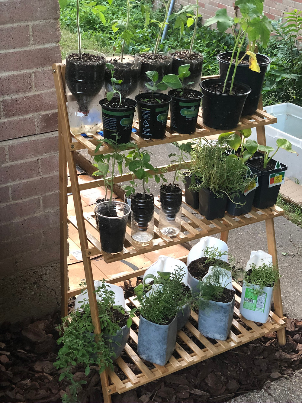 5 Tips for Starting Your New Garden