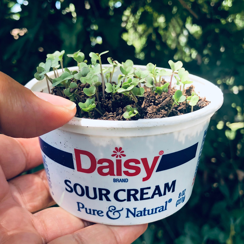 Coffee Grounds as a Seed Starter and More Garden Tips