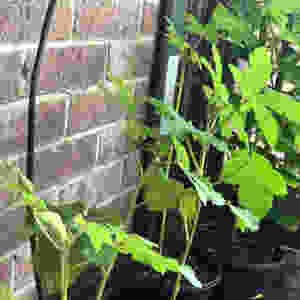 Okra plants