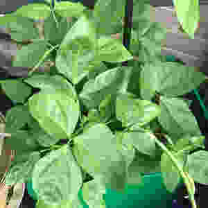 Purple Hulled Pea Plants