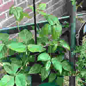 Black Eyed Pea Plants