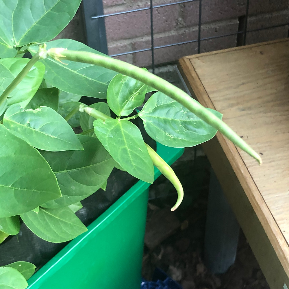 Purple Hulled Peas