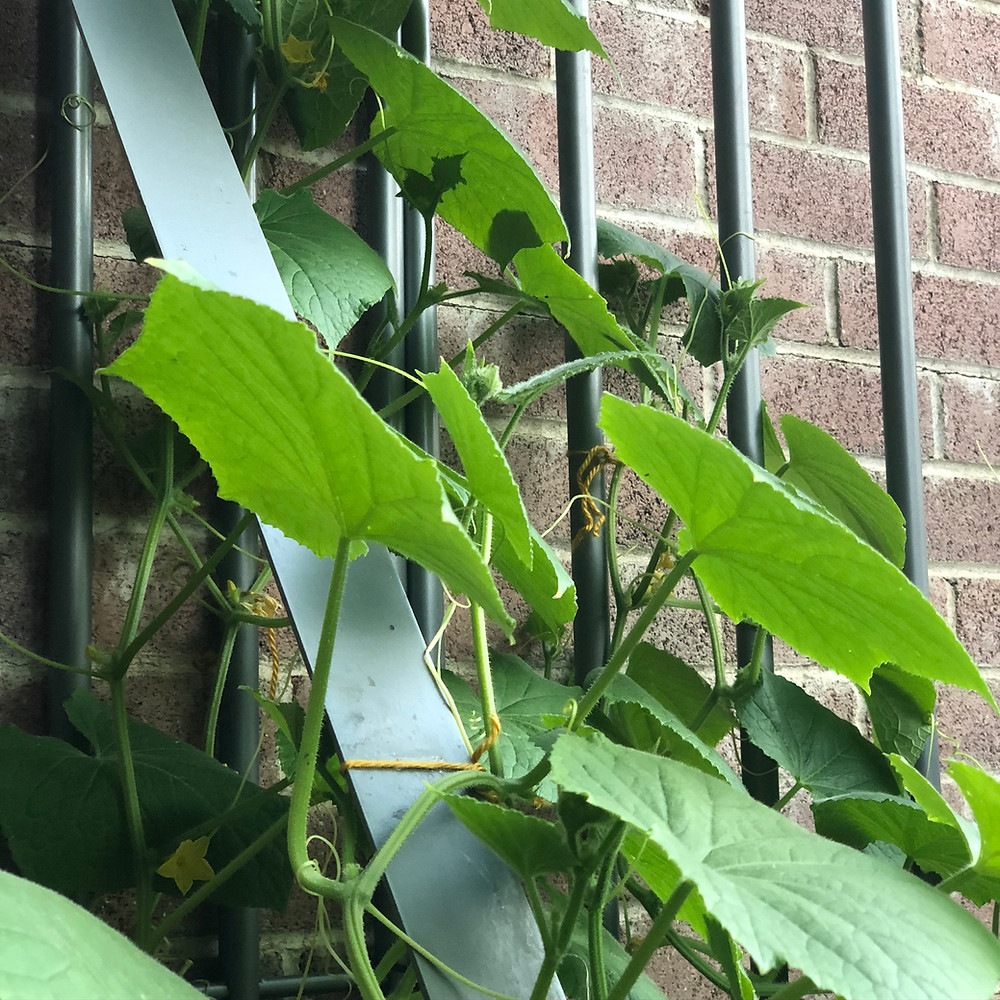 Cucumber Plants