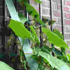 Cucumber Plants