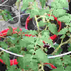 Tomato Plants