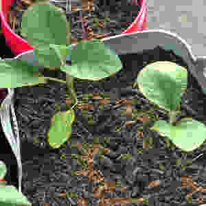 Eggplant Plants