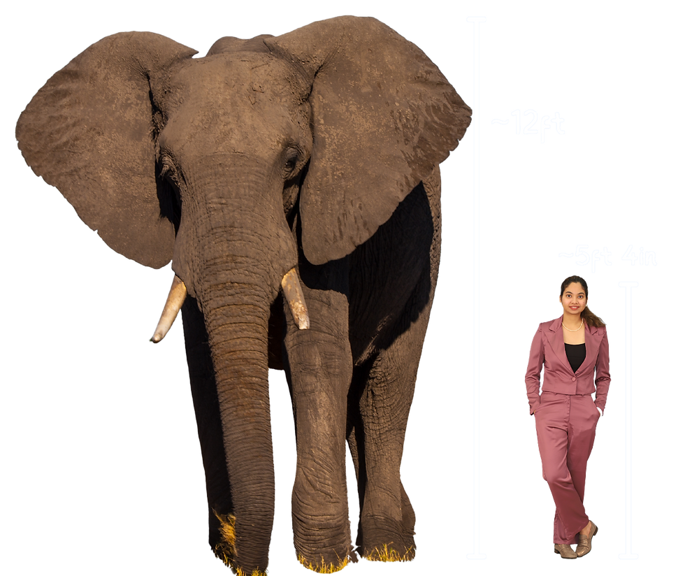 elephant.png